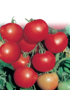 Tomato Tommy Toe home garden