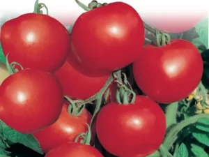 Tomato Tommy Toe home garden