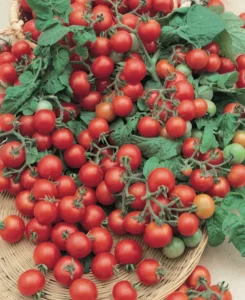 Tomato Tumbling Red home garden summer