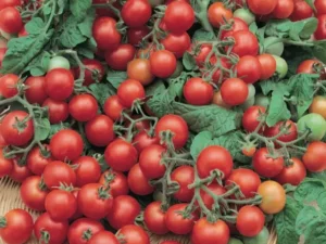 Tomato Tumbling Red home garden summer