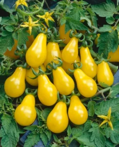 Tomato Yellow Petite Pear fruit home garden seedling