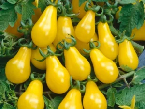 Tomato Yellow Petite Pear fruit home garden seedling