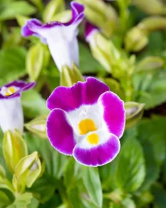 Torenia close up