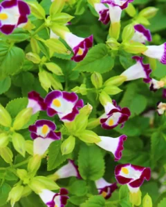 Torenia garden