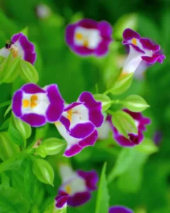 Torenia flowers in garden