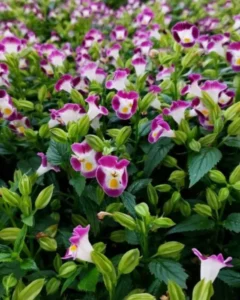 Torenia greenhouse