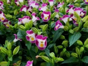 Torenia greenhouse