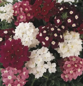 Verbena Merlot Mix flowers
