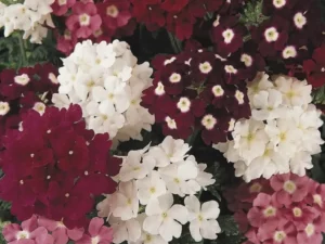 Verbena Merlot Mix flowers
