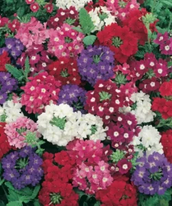 Verbena Mix flowers for summer garden