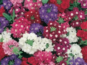 Verbena Mix flowers for summer garden