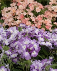 Verbena Pastel Mix garden