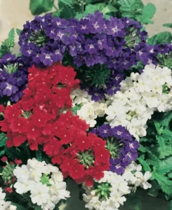 Verbena Patriot Mix flowers