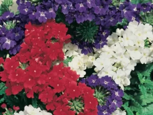Verbena Patriot Mix flowers