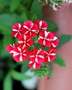 Verbena Red And White close up
