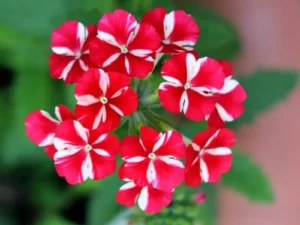 Verbena Red And White close up