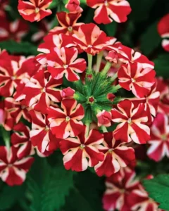 Verbena Red And White garden