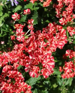 Verbena Red And White flowers