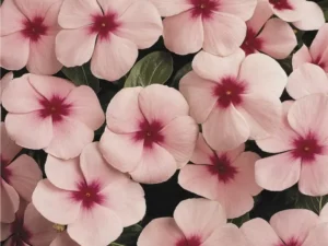 Vinca Apricot flower