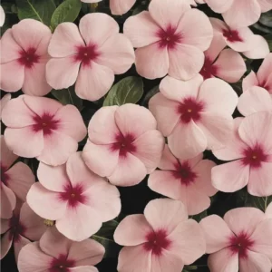 Vinca Apricot flower