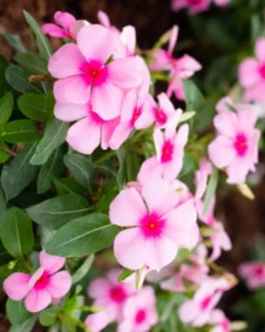 Vinca Blush Pink garden