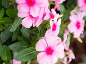 Vinca Blush Pink garden