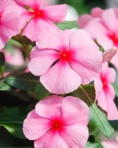 Vinca Blush Pink close up