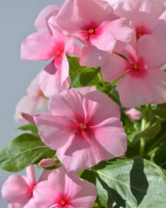Vinca Blush Pink flowers