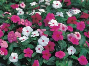 Vinca Dynasty flower