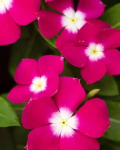 Vinca Magenta Halo