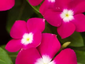 Vinca Magenta Halo