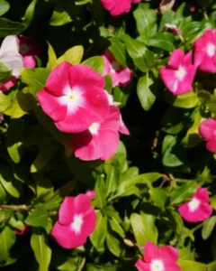 Vinca Magenta Halo garden