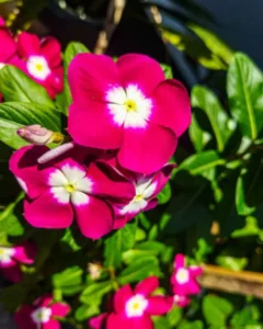 Vinca Magenta Halo flowers