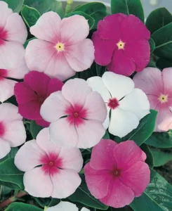 Vinca Mixed flowers