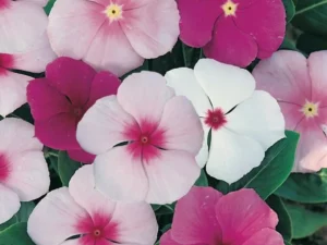 Vinca Mixed flowers