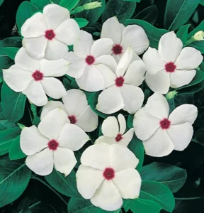 Vinca Polka Dot flowers