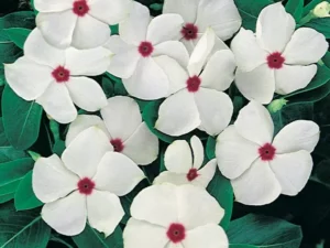 Vinca Polka Dot flowers