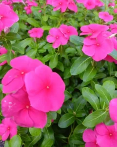 Vinca Punch flowers