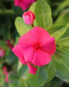 Vinca Punch close up one flowers