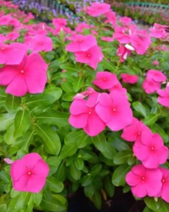 Vinca Punch garden