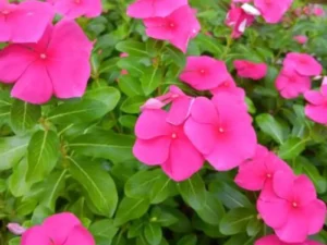 Vinca Punch garden