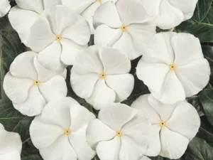 Vinca White flowers
