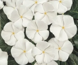 Vinca White flowers