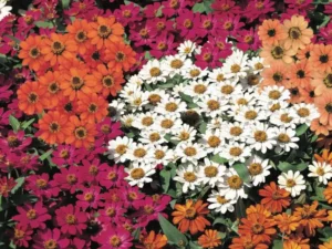Zinnia Profusion flowers