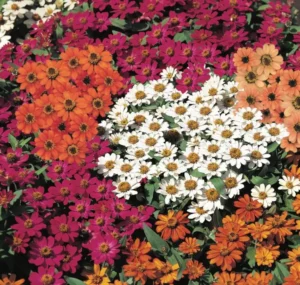 Zinnia Profusion flowers