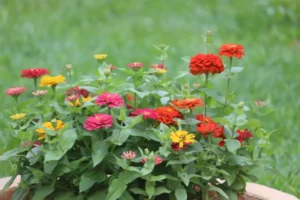 Zinnia Short Stuff flowers