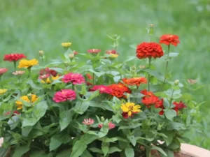 Zinnia Short Stuff flowers