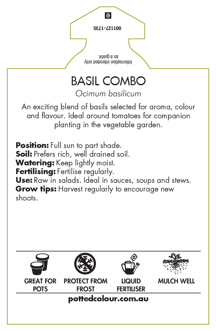 Basil Combo – A Flavorful Variety for Every Dish - Potted Colour
