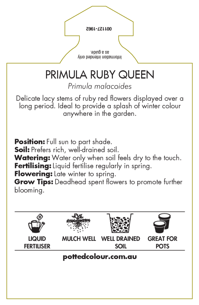 Primula Ruby Queen – Bold Winter Colour – Potted Colour