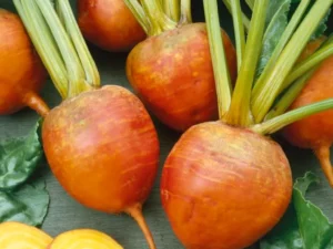 Beetroot Golden Yellow garden vegetable home